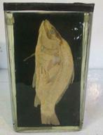 antieke vis karper op sterk water origineel jaren 1920, Antiek en Kunst, Ophalen