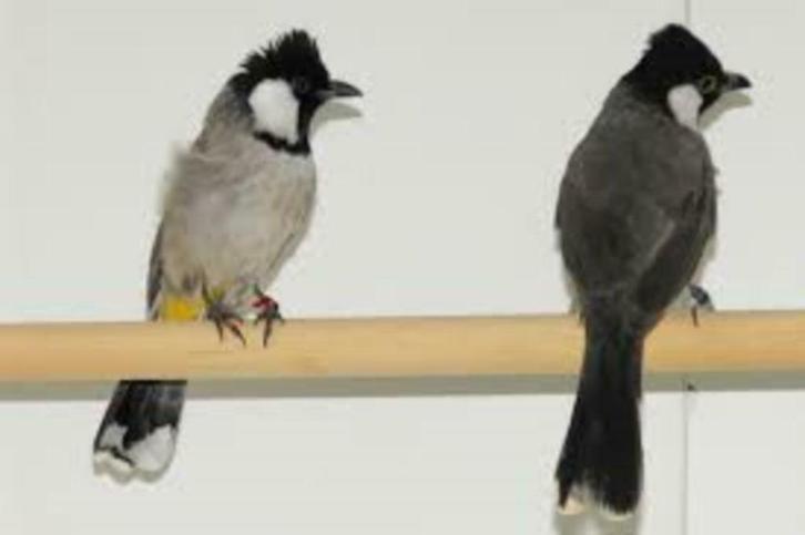 WITWANG BUULBUUL, Dieren en Toebehoren, Vogels | Overige Vogels, Wildzangvogel, Meerdere dieren, Tam, Geringd