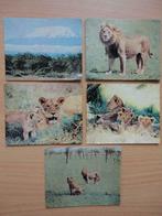 26 images photos Walt Disney lions d'Afrique ( Couvreur ), Collections, Collections Autre, Enlèvement ou Envoi