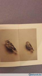 Michaël Borremans Paintings 100pag 95ill., Ophalen of Verzenden, Gelezen