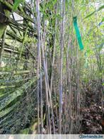 fargesia, niet woekerende bamboe, Tuin en Terras, Ophalen