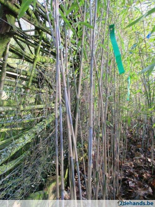 fargesia, niet woekerende bamboe, Jardin & Terrasse, Plantes | Jardin, Enlèvement
