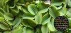 🔆 Waterplant Salvinia minima - Drijfplant 🔆