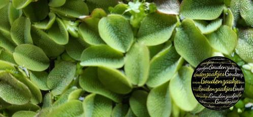 🔆 Waterplant Salvinia minima - Drijfplant 🔆, Dieren en Toebehoren, Vissen | Aquariumvissen
