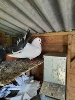 jeunes  pigeons américain fantail de race pure
