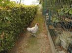mechelse koekoek, Dieren en Toebehoren, Pluimvee, Kip