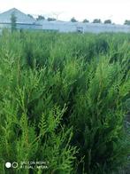 Thuja plicata atrovirens, Tuin en Terras, Planten | Struiken en Hagen, Ophalen, Conifeer, Haag, 100 tot 250 cm