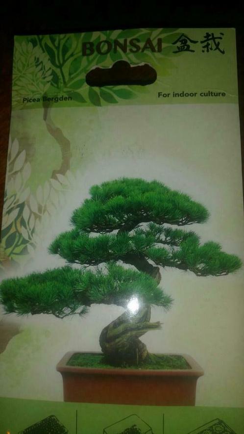 Startmateriaal bonsai picea Bergden, Jardin & Terrasse, Plantes | Arbres, Enlèvement