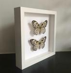 Splendide paire de papillons Idea Leuconoe naturalisés, Antiquités & Art, Curiosités & Brocante, Enlèvement ou Envoi