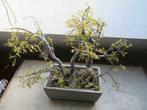 Bonsaï plante artificielle Sia, Enlèvement ou Envoi, Moins de 100 cm