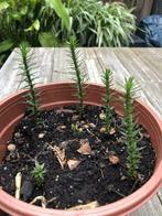 LAATSTE scheuten van Araucaria araucana, Lente, Eenjarig, Overige soorten, Halfschaduw