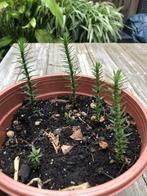 LAATSTE scheuten van Araucaria araucana, Halfschaduw, Lente, Overige soorten, Eenjarig