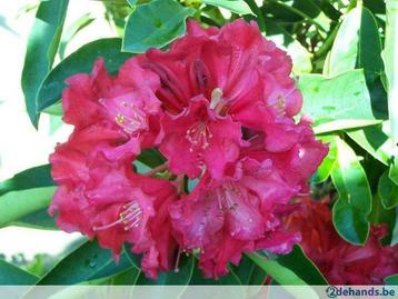 Rhododendron, Enlèvement ou Envoi, Couvre-sol