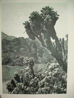 '32 Ruwenzori Parc National ALBERT Lac vert boomkruiswortels, Verzamelen, Foto's en Prenten, Ophalen of Verzenden, Foto