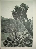 '32 Ruwenzori Parc National ALBERT Lac vert boomkruiswortels, Verzamelen, Ophalen of Verzenden, Foto