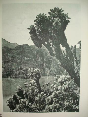 '32 Ruwenzori Parc National ALBERT Lac vert boomkruiswortels, Verzamelen, Ophalen of Verzenden, Foto