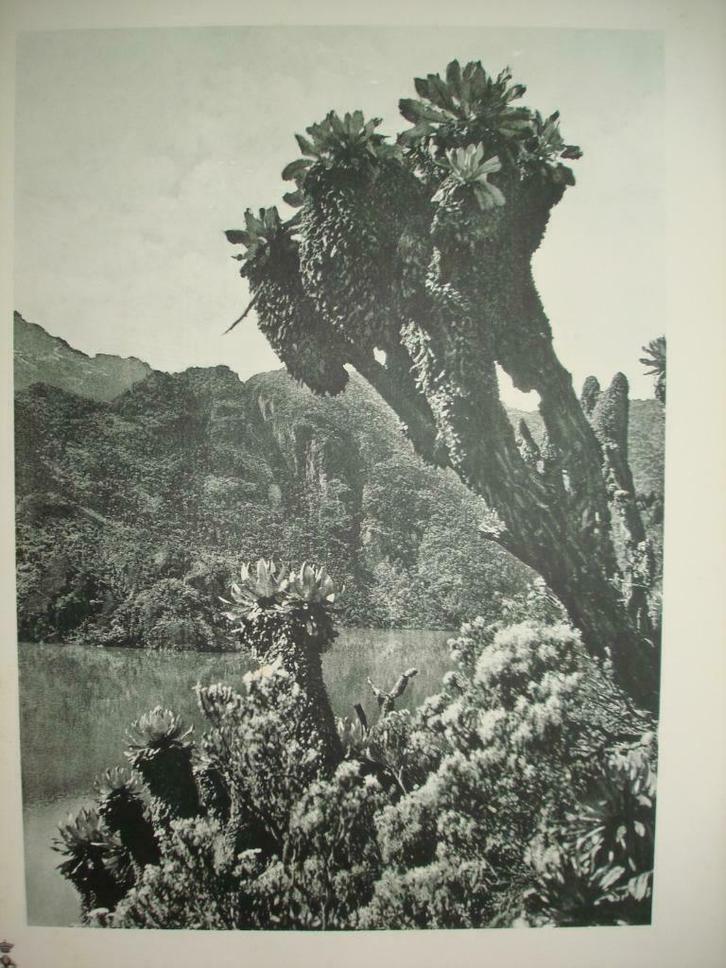 '32 Ruwenzori Parc National ALBERT Lac vert boomkruiswortels, Verzamelen, Foto's en Prenten, Foto, Ophalen of Verzenden