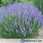 lavendel .  hidcote.   silver  .  peterpan   .   silver-mist, Tuin en Terras, Planten | Tuinplanten, Ophalen