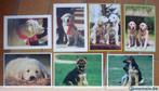 7 anciennes cartes avec chiens, vierges., Collections, Cartes postales | Étranger