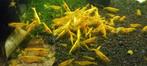 YELLOW FIRE NEON backline  garnalen (neocaridina), Kreeft, Krab of Garnaal, Zoetwatervis, Schoolvis