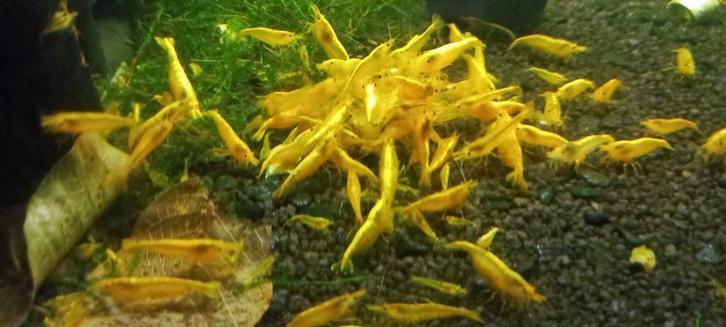 YELLOW FIRE NEON backline  garnalen (neocaridina), Dieren en Toebehoren, Vissen | Aquariumvissen, Zoetwatervis, Kreeft, Krab of Garnaal