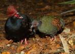 Roulroul - struiskwartel, Dieren en Toebehoren, Meerdere dieren, Tropenvogel, Geringd