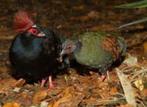 Roulroul - Caille d'Autruche, Domestique, Oiseau tropical, Plusieurs animaux