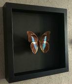 Papillon Prepona Antimache Femelle du Mexique naturalisé, Antiquités & Art, Curiosités & Brocante, Enlèvement ou Envoi