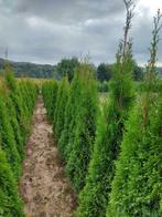 Conifeer/Spar: thuja Smaragd (groene levensboom), Haag, Conifeer, Ophalen, 100 tot 250 cm