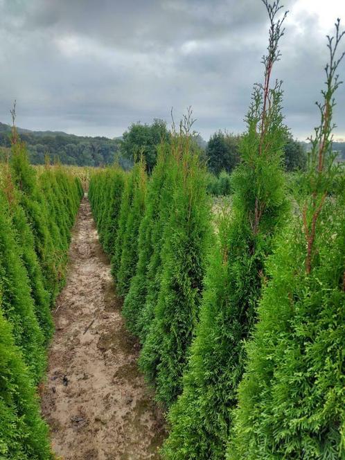 Conifère/Sapin : thuya Smaragd (arbre de vie vert), Jardin & Terrasse, Plantes | Arbustes & Haies, Haie, Conifère, 100 à 250 cm