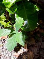 Eik, Tuin en Terras, Planten | Tuinplanten, Ophalen, Vaste plant, Volle zon