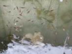 Jonge guppies / kleine guppy visjes, Zoetwatervis, Vis