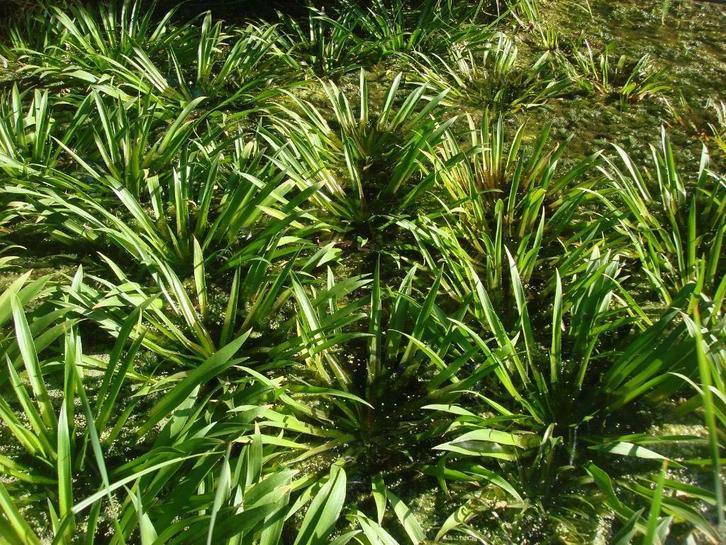 KRABBESCHEER, Tuin en Terras, Vijvers, Gebruikt, Ophalen