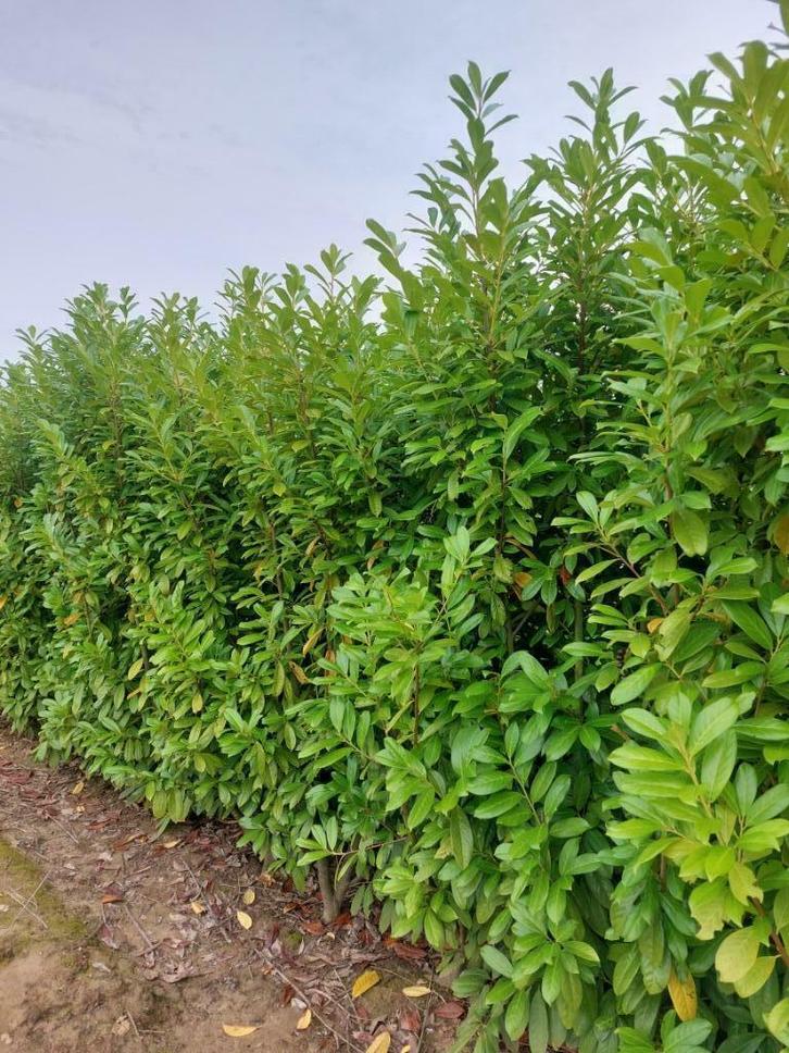 laurier-cerise : laurier 'Novita' plante de haie verte, Jardin & Terrasse, Plantes | Jardin, Plante fixe, Autres espèces, Plein soleil