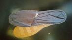 Grijze espadrillen, maat 41 (nieuw), Kleding | Heren, Schoenen, Slippers, Overige kleuren, Nieuw, Ophalen of Verzenden