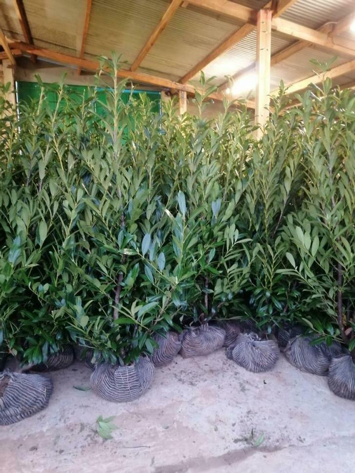 Laurierkers 'Caucasica'  groenblijvende haagplant, Tuin en Terras, Planten | Tuinplanten, Vaste plant, Overige soorten, Halfschaduw