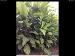 Cannas per knol, Ophalen, Najaar, Bloembol