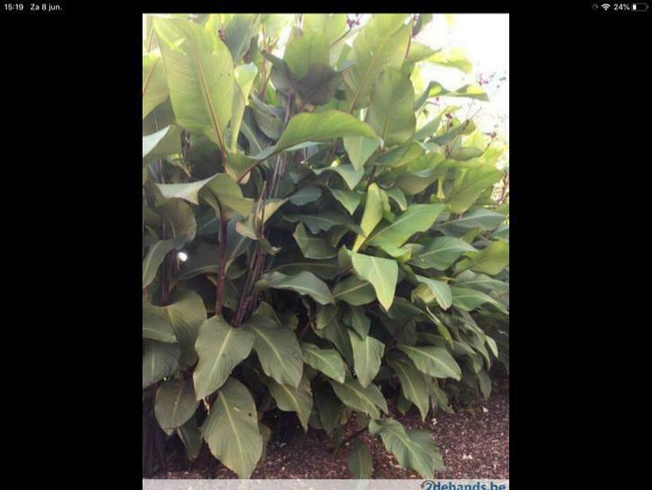 Cannas per knol, Tuin en Terras, Bloembollen en Zaden, Bloembol, Najaar, Ophalen