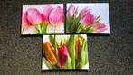 3 lijsten tulpen, Minder dan 50 cm, Nieuw, Minder dan 50 cm, Ophalen