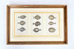 3 gravures de poissons plats, 19ième siècle, Enlèvement ou Envoi