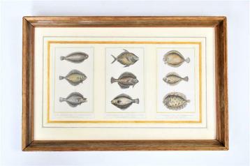 3 gravures de poissons plats, 19ième siècle, Enlèvement ou Envoi