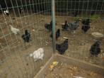 zijdehoen, Dieren en Toebehoren, Pluimvee, Kip