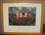 Cadre Anne GEDDES (baby birds), Maison & Meubles, Moins de 50 cm, Enlèvement ou Envoi, Comme neuf, Photo ou Poster