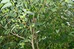 Diospyros kaki en lotus,dadelpruim, Tuin en Terras, Planten | Tuinplanten, Ophalen