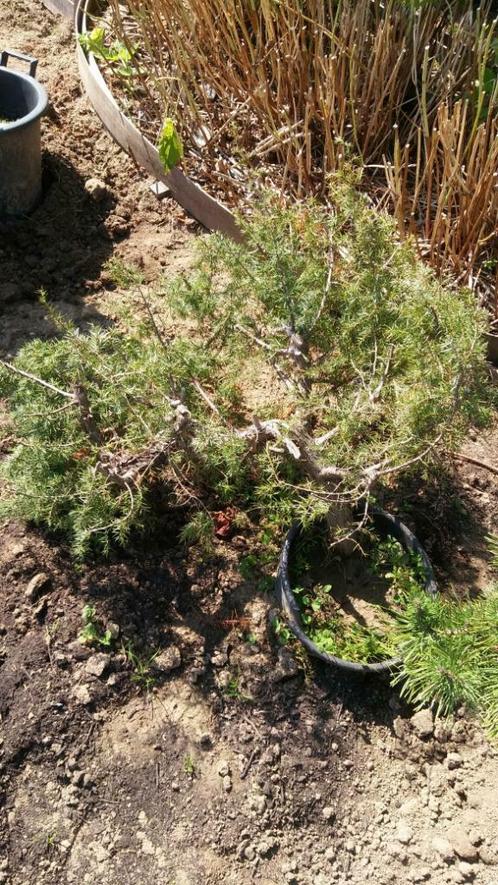 startplant bonsai juniperus communis, Tuin en Terras, Planten | Bomen, Minder dan 100 cm, In pot, Ophalen