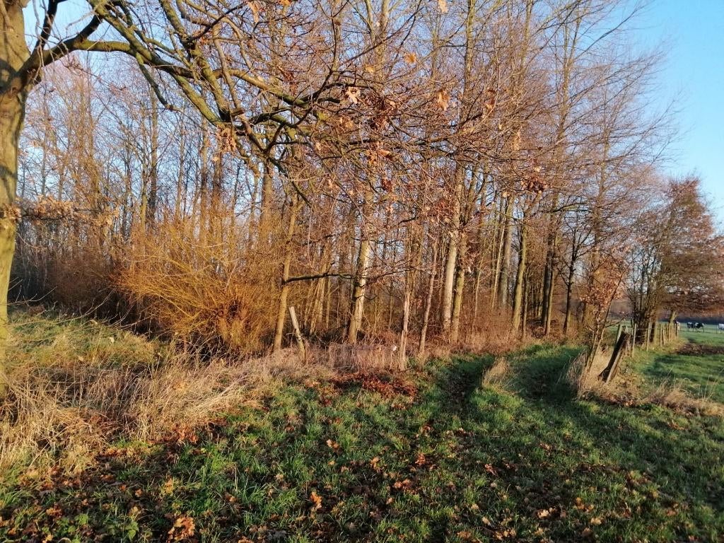 bosgrond te koop, Immo, Gronden en Bouwgronden, Zemst, Verkoop zonder makelaar, 1500 m² of meer