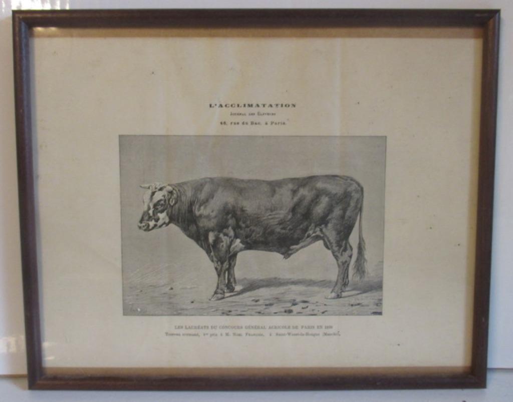 animaux lithos anciens bovins, vaches, cochons, Acclimatatio, Envoi