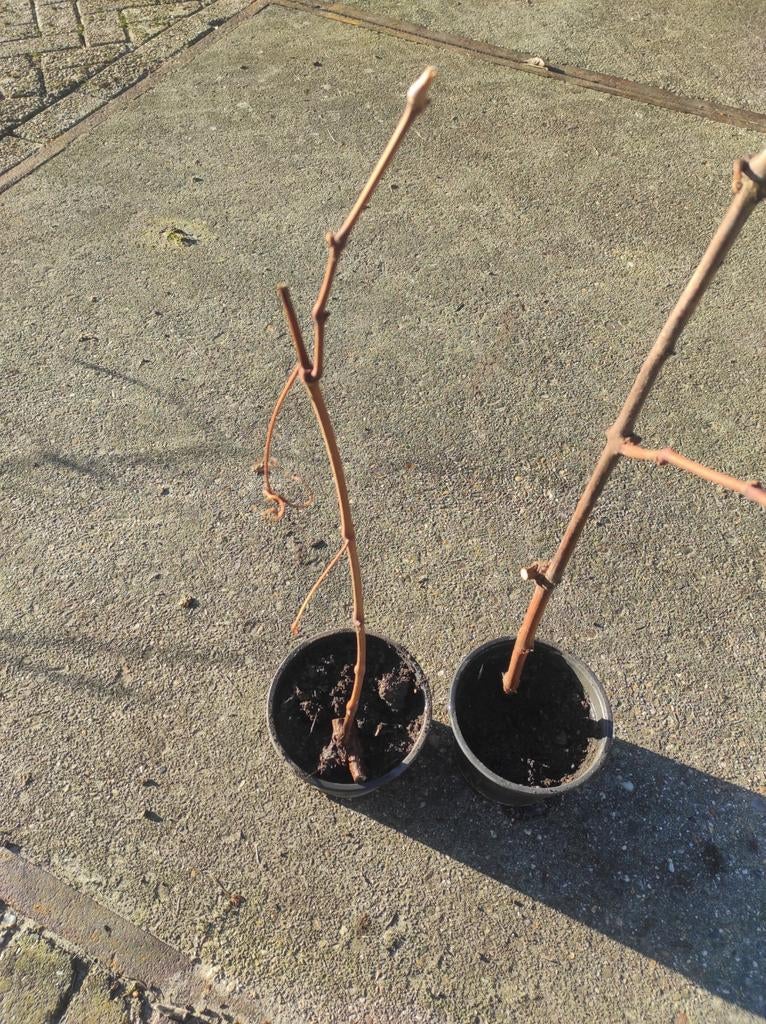 Druivenstruiken (MET EN ZONDER PIT), Lente, Overige soorten, Volle zon, In pot