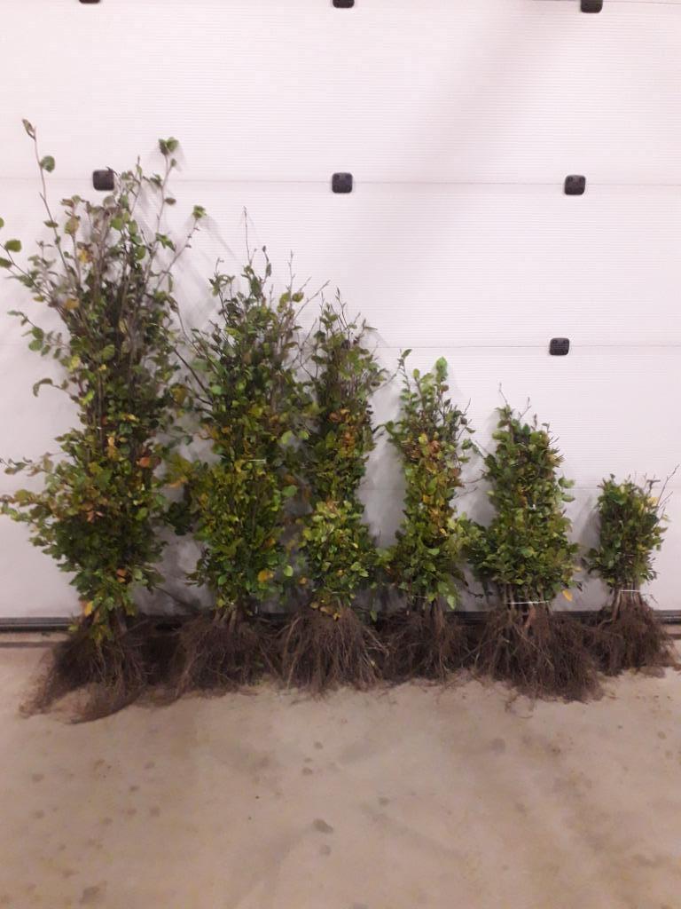 Groene Beuk / Fagus sylvatica, Tuin en Terras, Ophalen, Haagbeuk