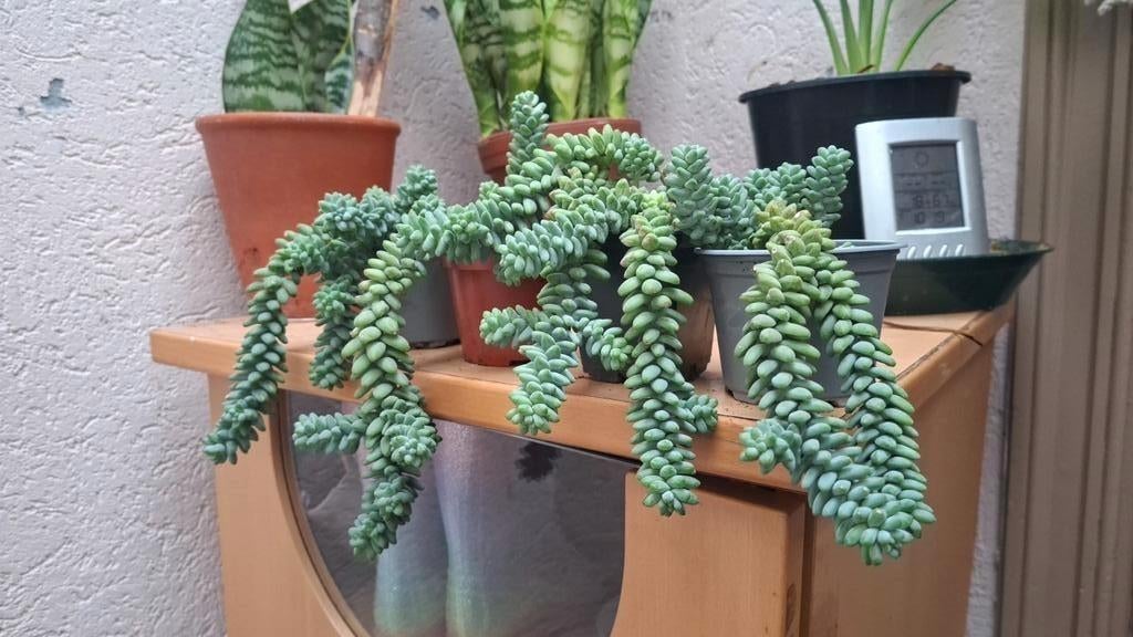Sedumburrito, Tuin en Terras